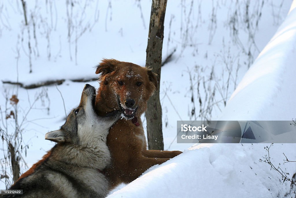 Dieta e Necessidades Alimentares: Caçador vs. Companheiro - inspiração 1
