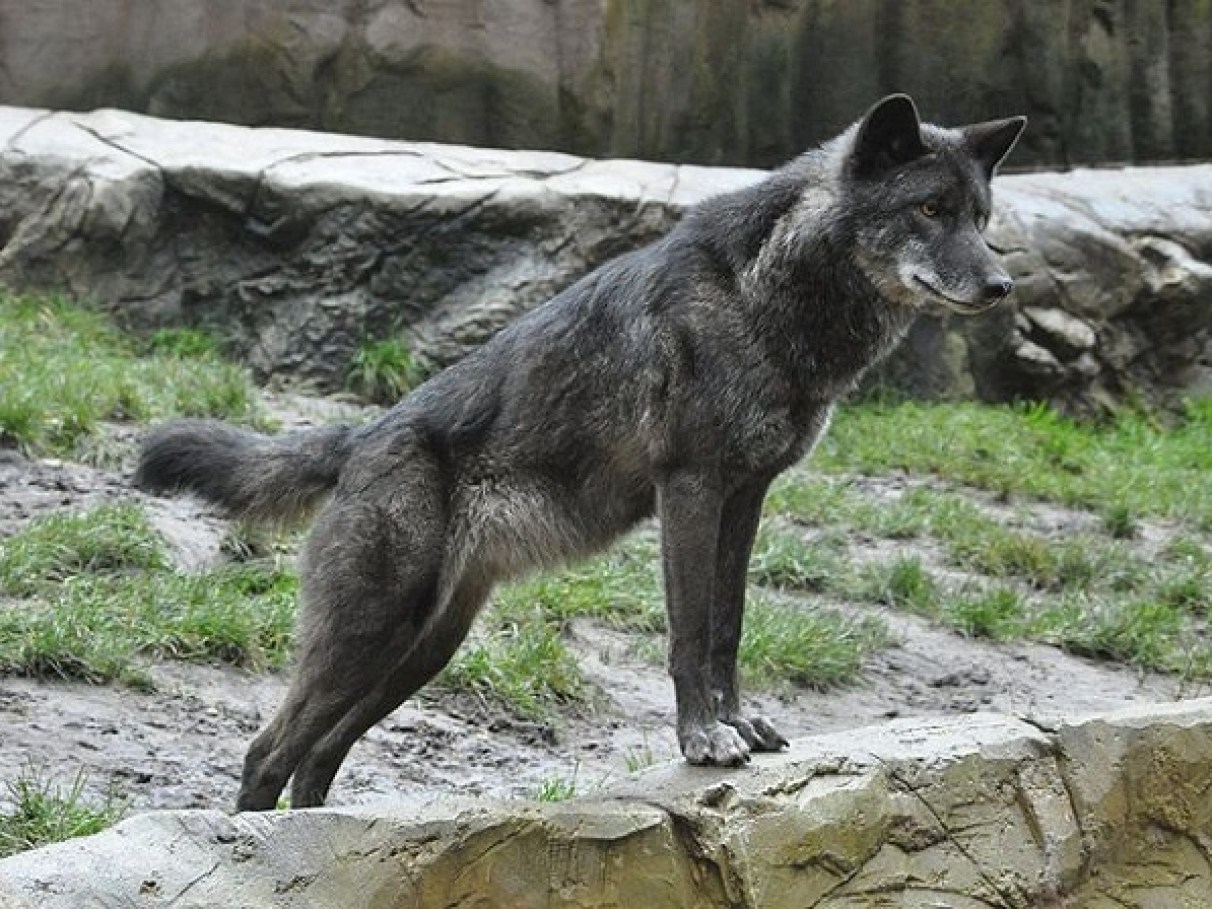 Ciclo de Vida e Reprodução: Ritmos Naturais - inspiração 2