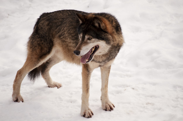 Cognição e Aprendizagem: Inteligência em Diferentes Contextos - inspiração 2