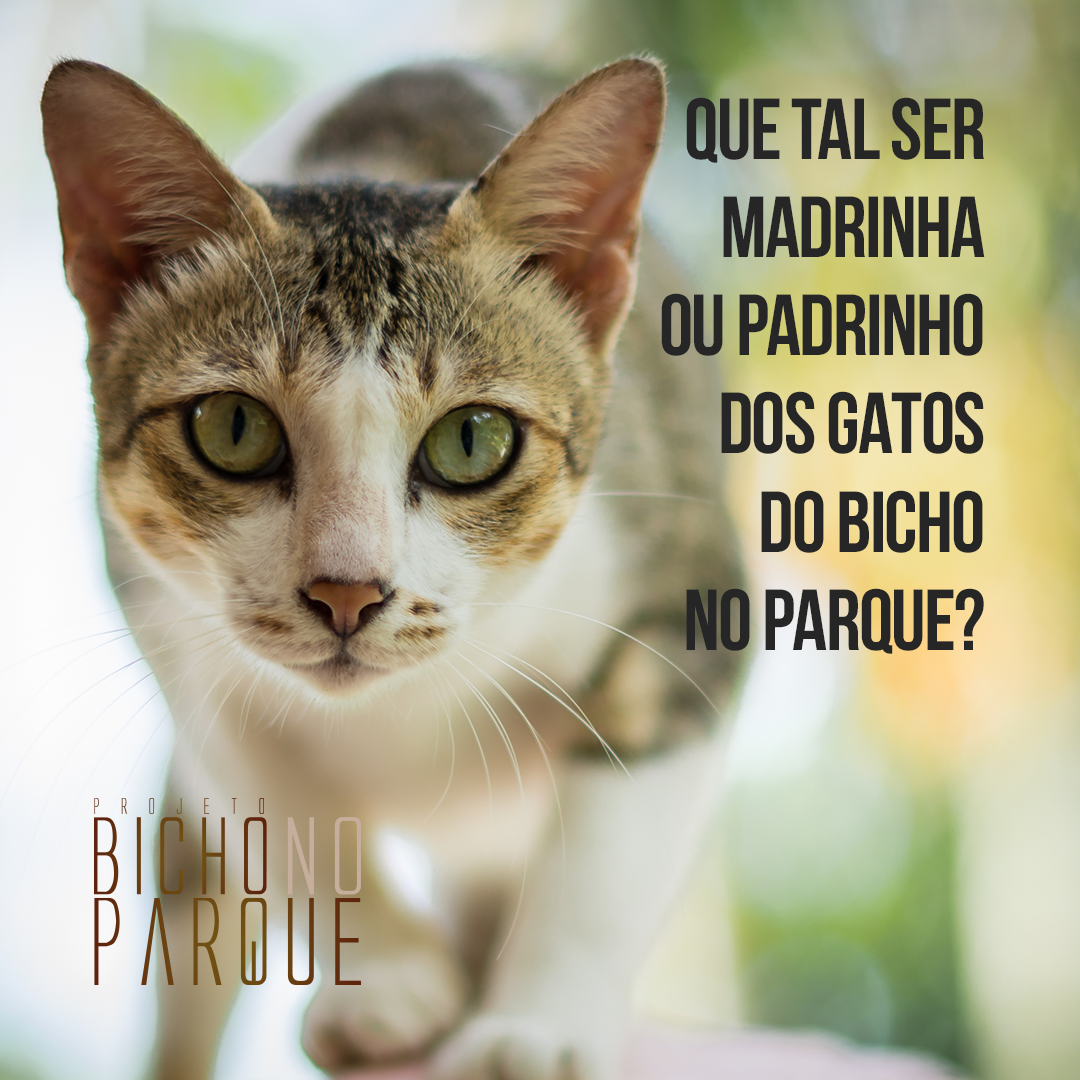 Encontrando Seu Afilhado: Onde Apadrinhar com Confiança e Segurança