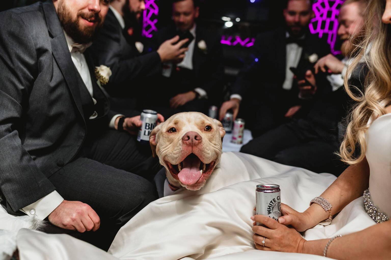 Mitos e Verdades: Desmistificando o Apadrinhamento de Pets para Você