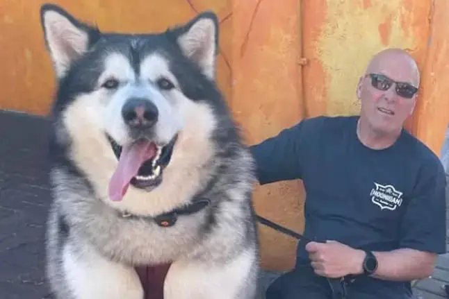 Alimentação Adequada: Nutrição para um Cão Forte - inspiração 2