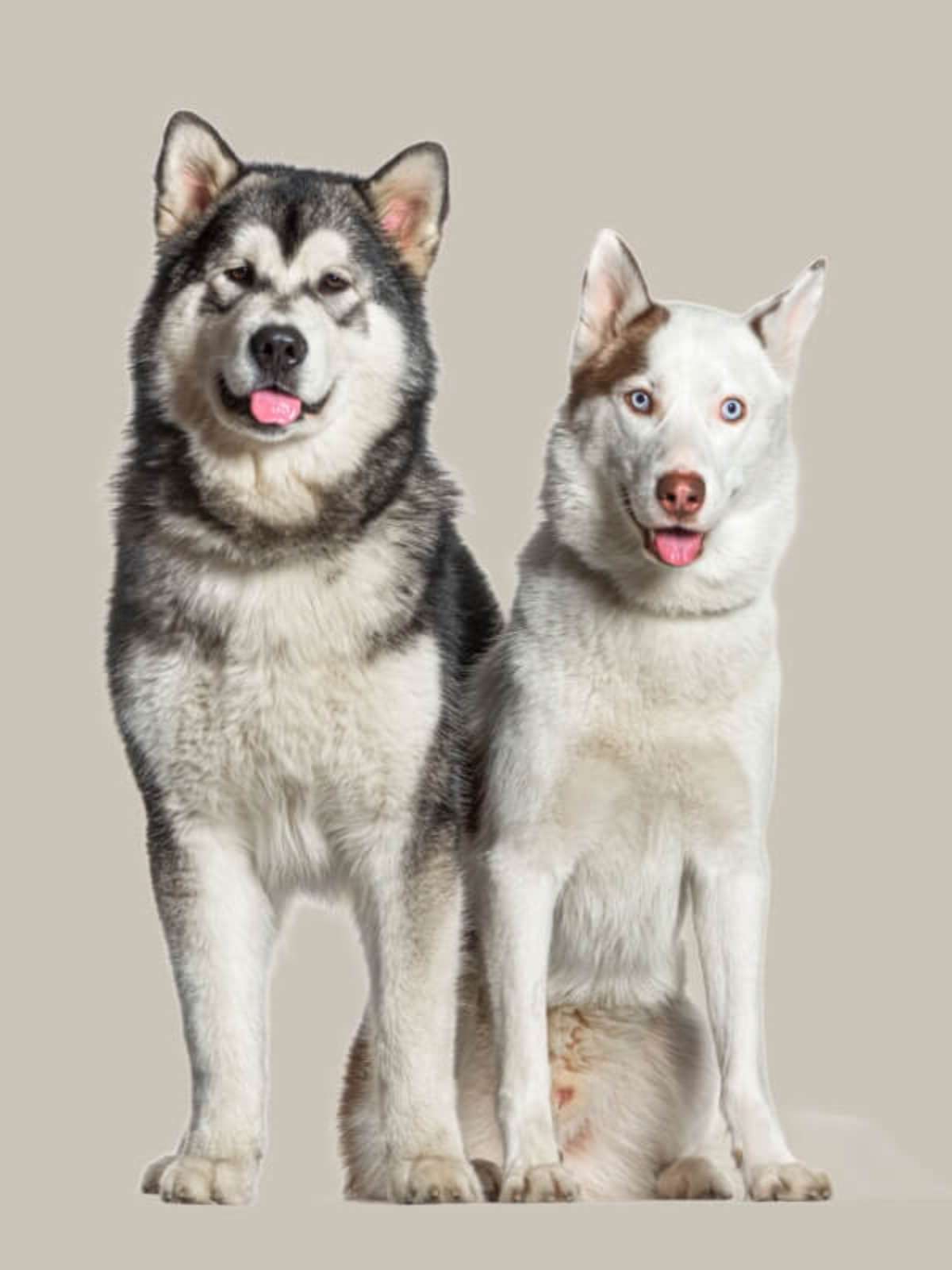 Higiene e Pelagem: Dicas para um Pelo Brilhante - inspiração 1