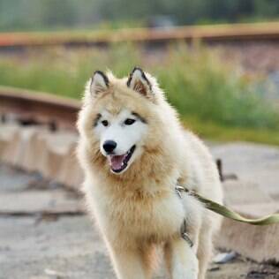 Adestramento Positivo: Construindo um Cão Obediente - inspiração 1