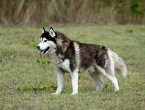 Ambiente Seguro e Confortável: Seu Lar para Ele - inspiração 1