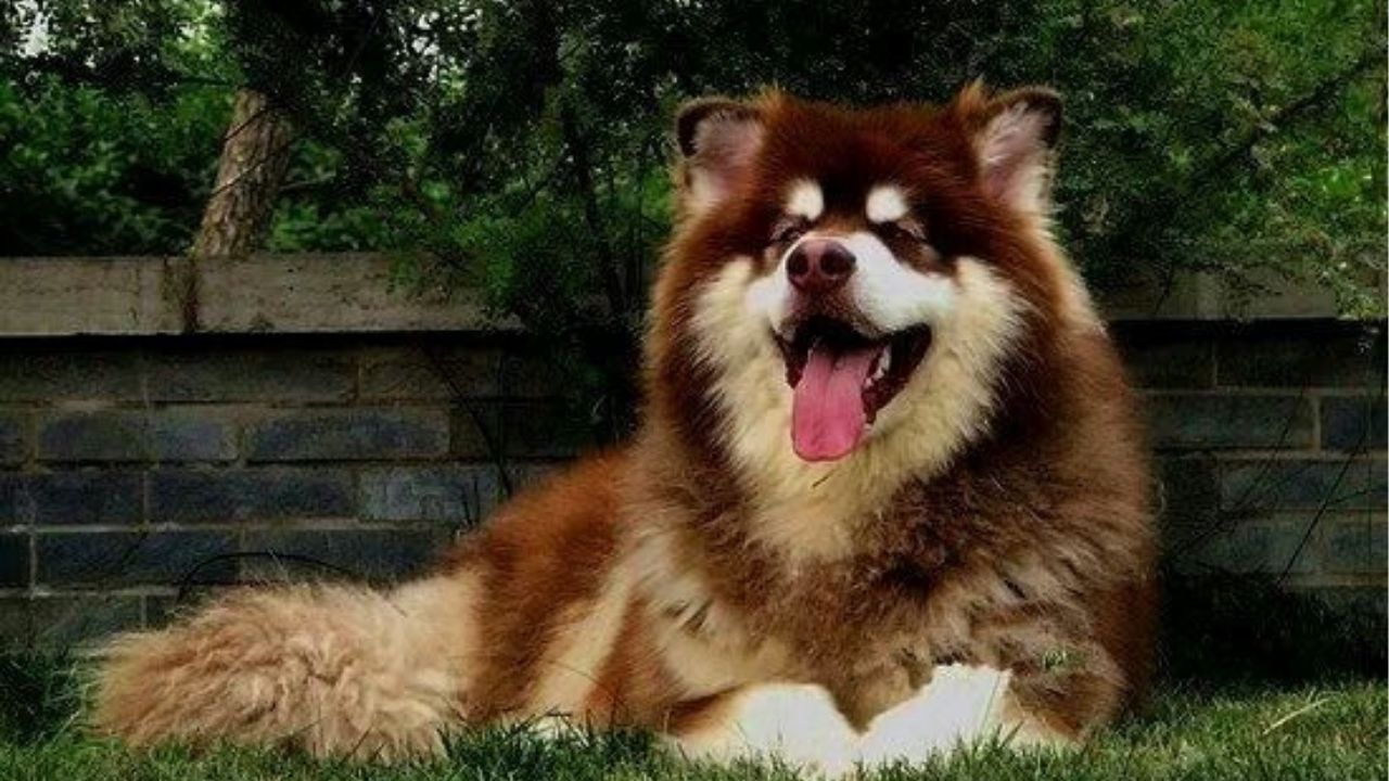 Ambiente Seguro e Confortável: Seu Lar para Ele - inspiração 2