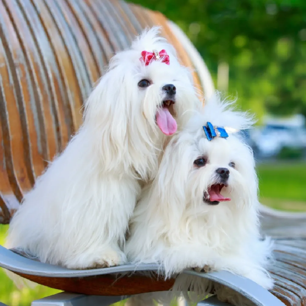 Escolhendo seu Maltês: Dicas Essenciais para um Novo Pet - inspiração 2