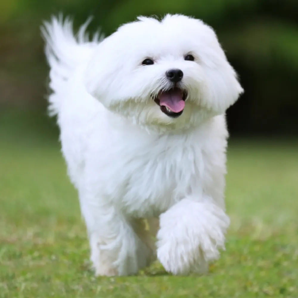 Características Físicas: Pelagem e Tamanho Ideais - inspiração 1