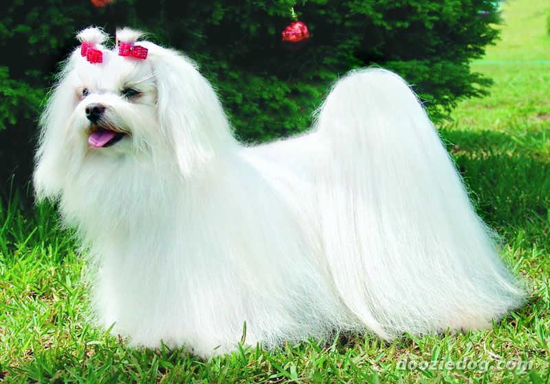 Temperamento Dócil: Um Companheiro Perfeito para a Família - inspiração 1