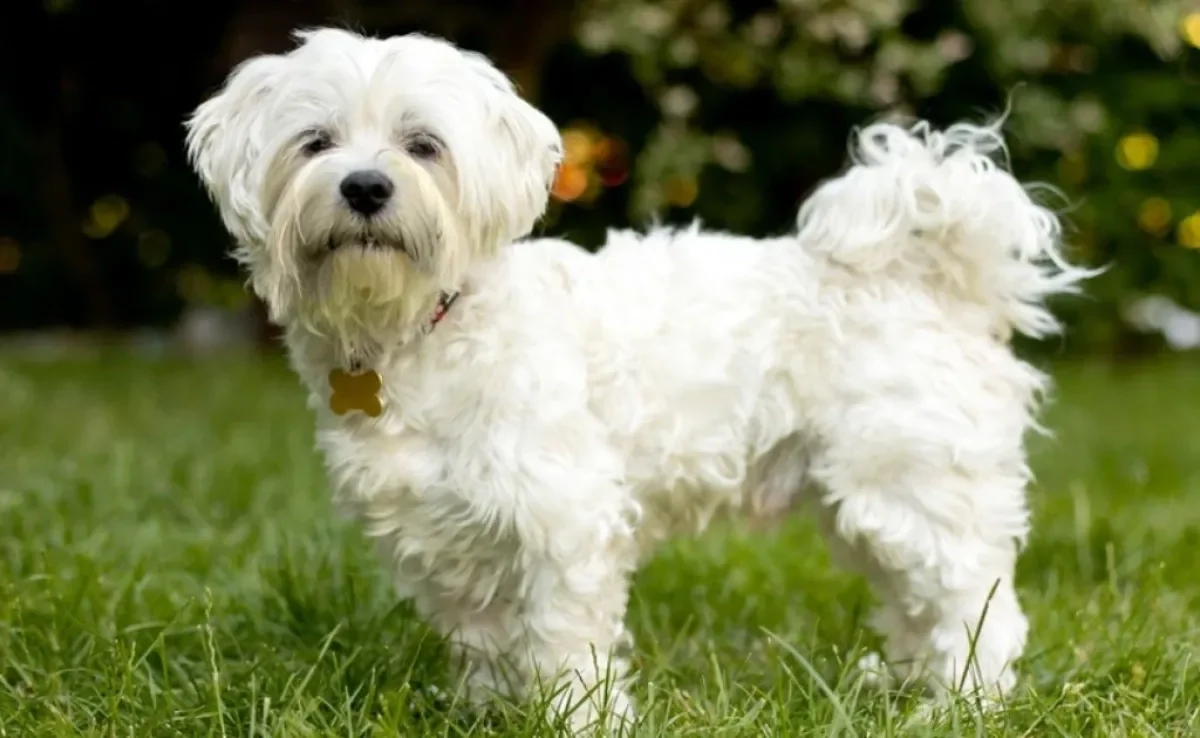 Cuidados com a Higiene: Pelagem Longa e Branca Impecável - inspiração 1