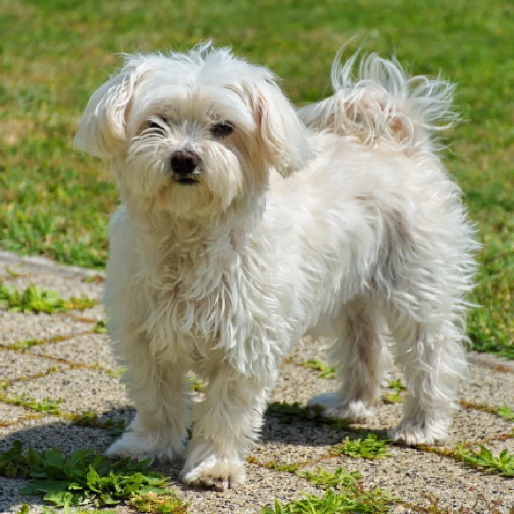 Saúde e Bem-Estar: Prevenção e Cuidados Comuns - inspiração 2