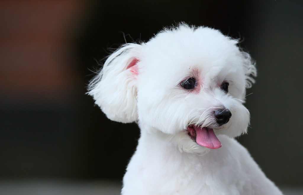 Treinamento e Socialização: Construindo um Cão Equilibrado - inspiração 1