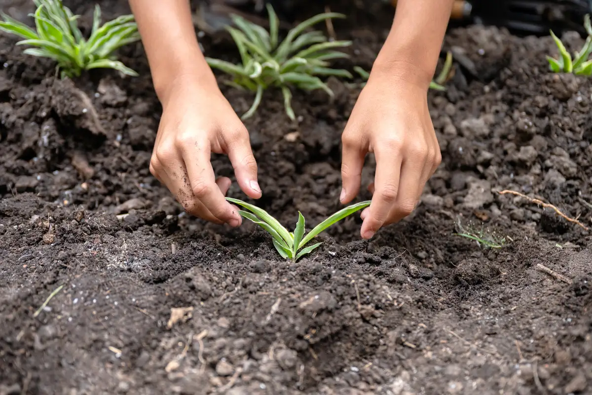 O Que É Manejo do Solo? Descomplicando a Base da Sua Lavoura