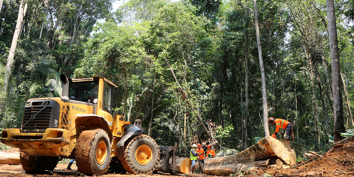 Por que o manejo florestal é essencial para o planeta? - inspiração 2