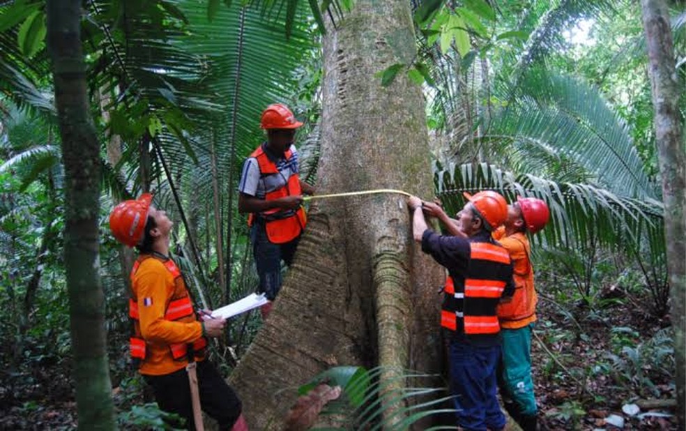 O futuro do manejo florestal: tecnologia e sustentabilidade - inspiração 1
