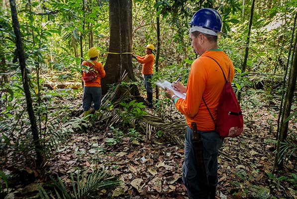 Entendendo os diferentes tipos de manejo florestal - inspiração 1
