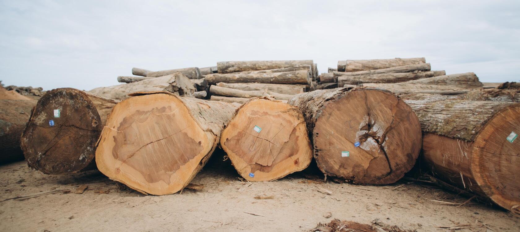 Técnicas de extração seletiva: tirando proveito sem destruir - inspiração 1