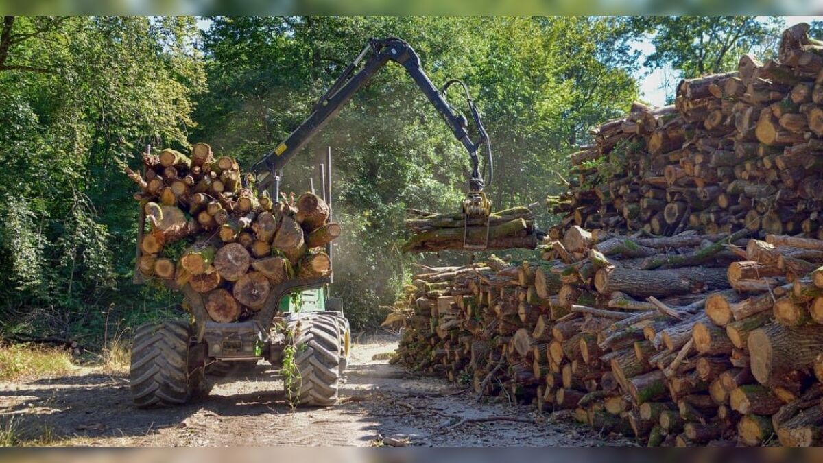 O papel do replantio e da restauração florestal - inspiração 1