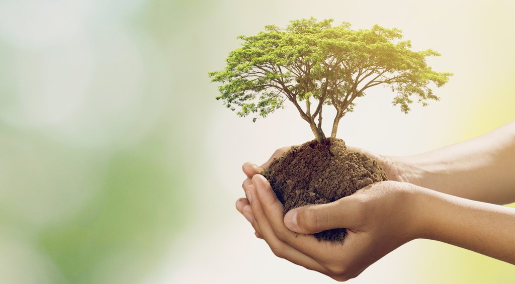 O papel do replantio e da restauração florestal - inspiração 2