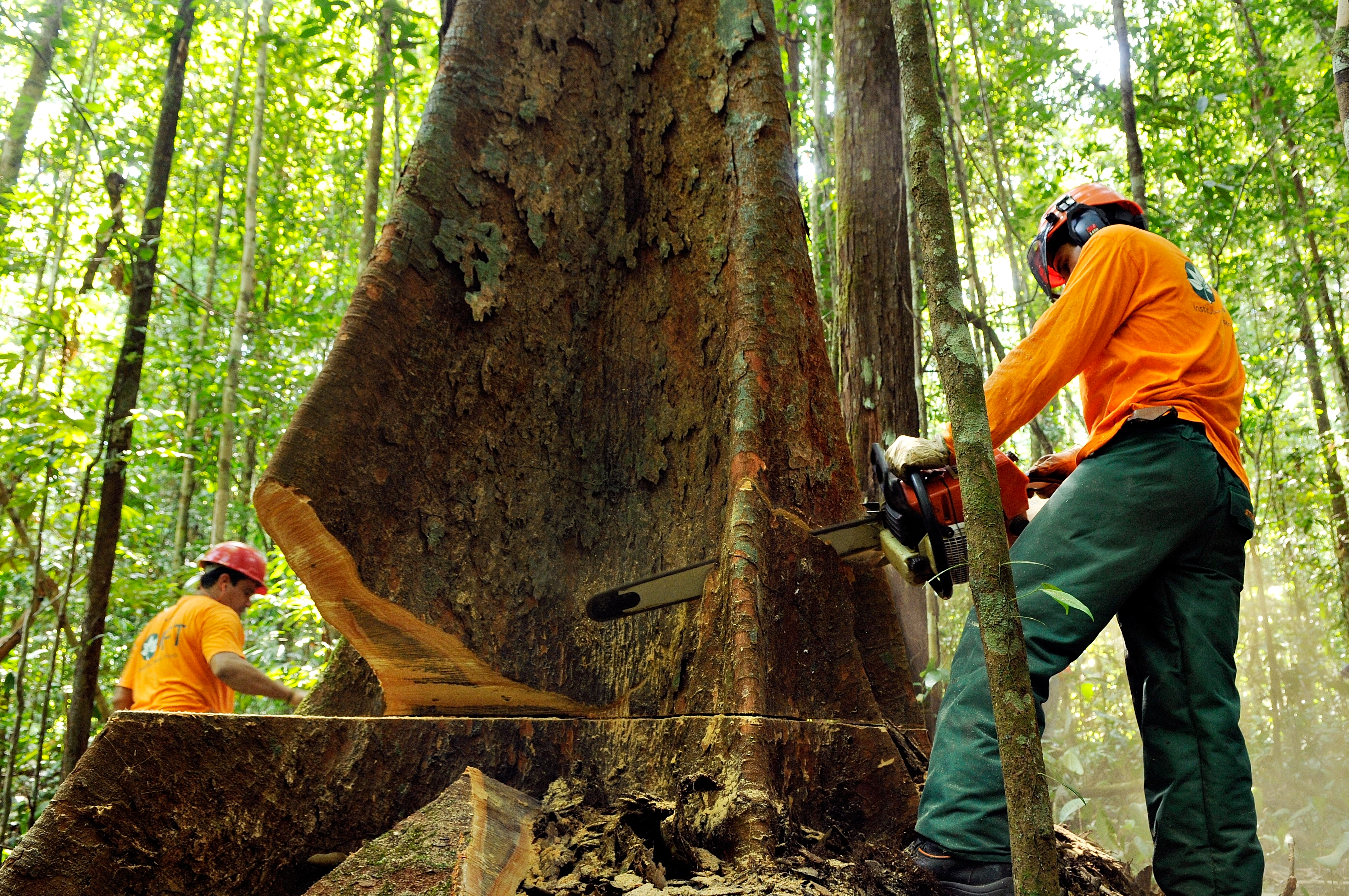 Monitoramento e controle: garantindo a saúde da floresta - inspiração 1