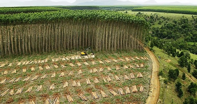 Manejo florestal e a biodiversidade: uma relação vital - inspiração 1