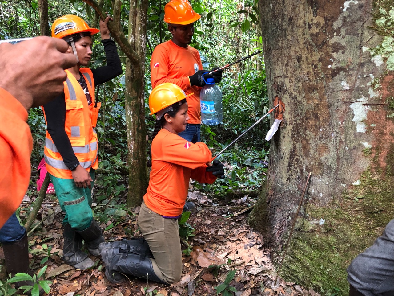 Certificação florestal: seu selo de qualidade e responsabilidade - inspiração 1
