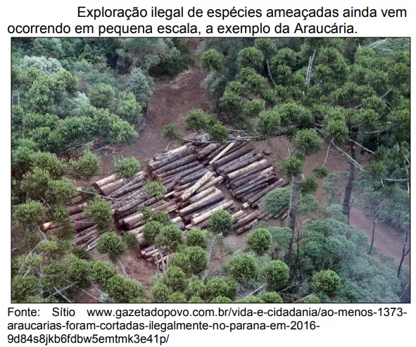 Certificação florestal: seu selo de qualidade e responsabilidade - inspiração 2