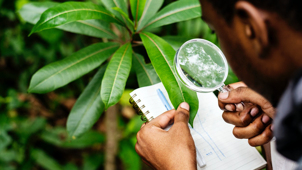 Uso Consciente de Produtos Químicos: A Última Opção no MIP - inspiração 2