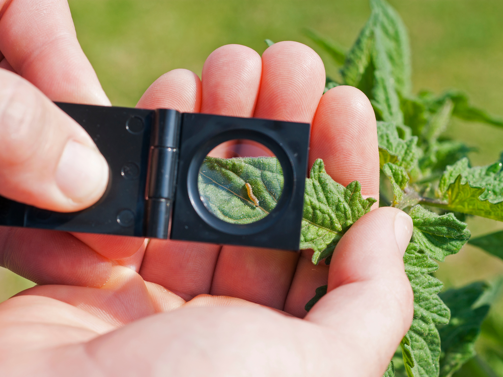 Controle Biológico: Aliados Naturais Contra as Pragas - inspiração 1