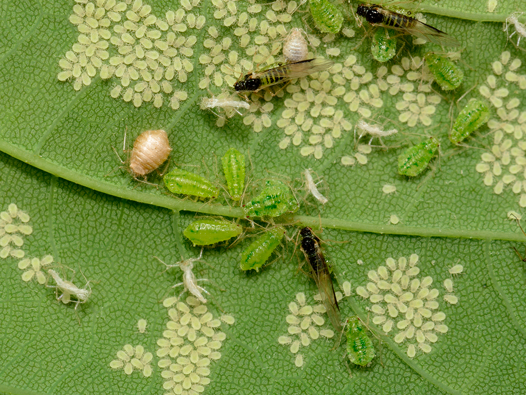 Controle Cultural e Comportamental: Mudanças que Fazem a Diferença - inspiração 2