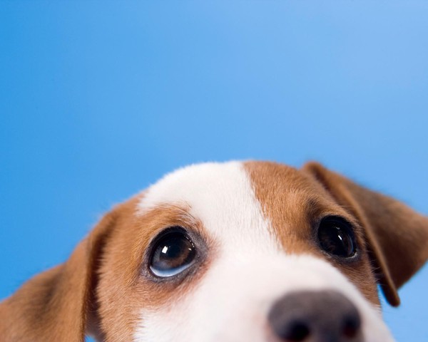 Como a Memória Canina Realmente Funciona?