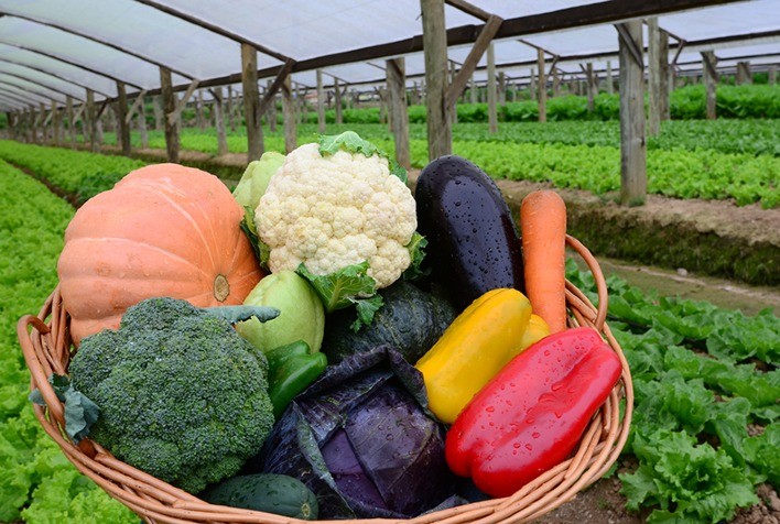 Orgânicos Fora da Cozinha: Cosméticos e Produtos de Limpeza Que Fazem a Diferença - inspiração 1