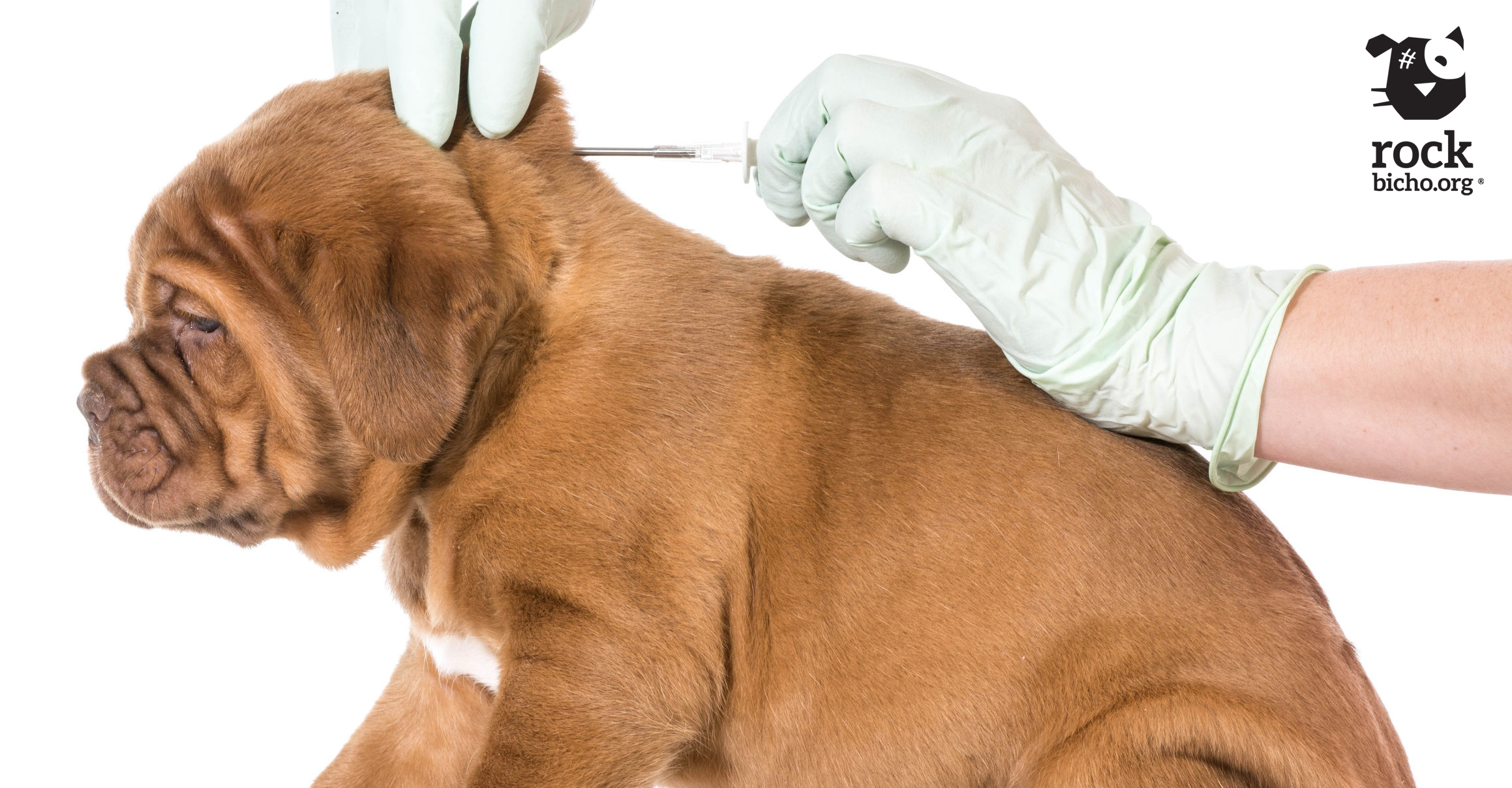 O Microchip é um GPS? Entenda a Diferença - inspiração 2