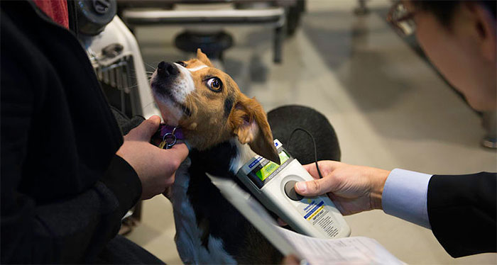 Informações Cruciais: Registrando Seu Cão no Sistema - inspiração 1