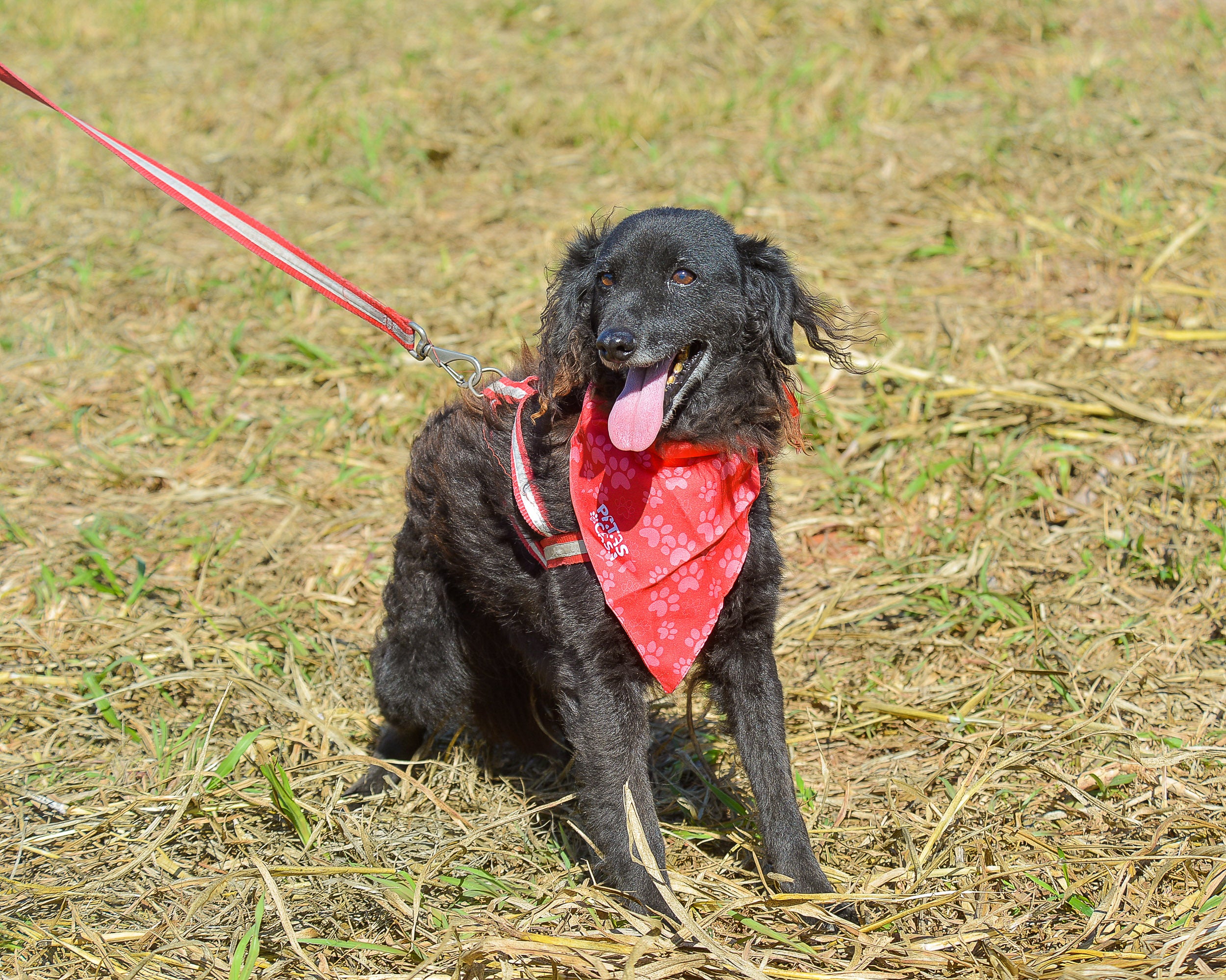 Nomes de Personagens Icônicos e suas Qualidades - inspiração 2