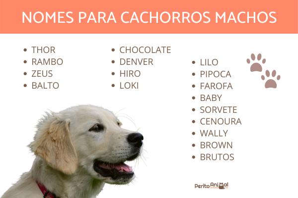 Nomes Fortes e Clássicos: Para o Cão Que Impõe Respeito - inspiração 2