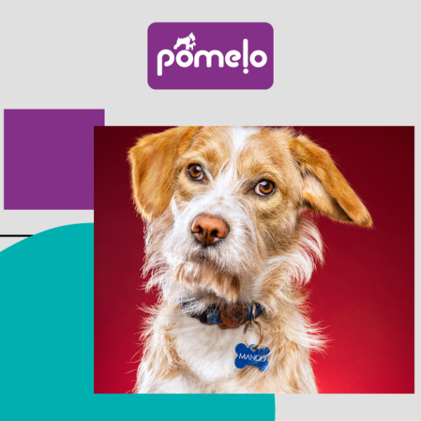 Nomes Divertidos e Criativos: Para Personalidades Cheias de Alegria - inspiração 2