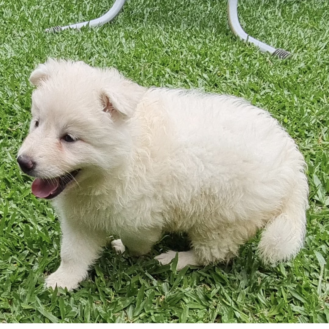 O Pastor Branco Suíço Como Cão de Família: A Melhor Escolha Para Seus Filhos? - inspiração 1