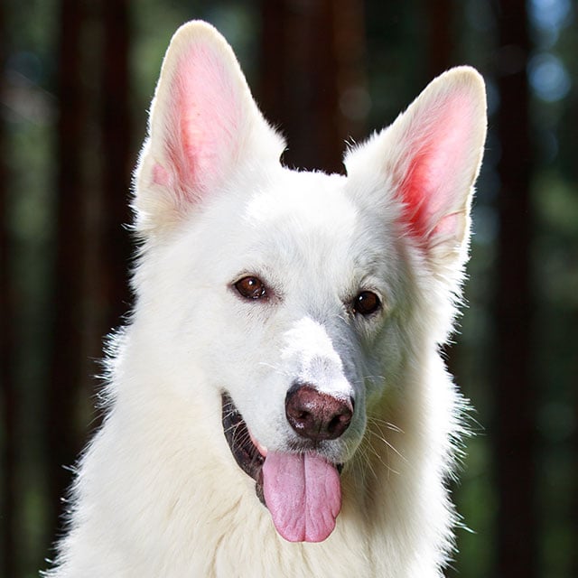 Alimentação Balanceada Para o Seu Pastor Branco Suíço: Energia e Saúde em Cada Refeição - inspiração 1