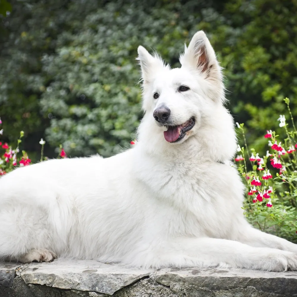 Saúde do Pastor Branco Suíço: Doenças Comuns e Como Preveni-las - inspiração 2