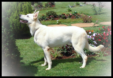 Treinamento e Socialização: Construindo um Cão Equilibrado e Obediente - inspiração 1