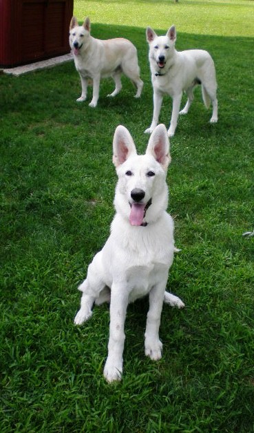 Adaptação do Pastor Branco Suíço a Diferentes Ambientes: Casa, Apartamento e Família - inspiração 2