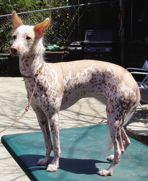 Cultivo da Peruvian Inca Orchid: Dicas Essenciais Para o Sucesso - inspiração 2