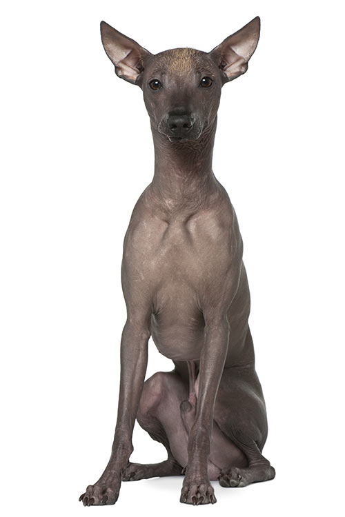 Sol ou Sombra? Entendendo as Necessidades de Luz da Sua Planta - inspiração 1