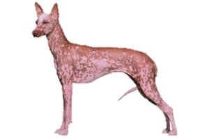 Pragas e Doenças: Como Proteger Sua Orchid de Problemas Comuns - inspiração 1