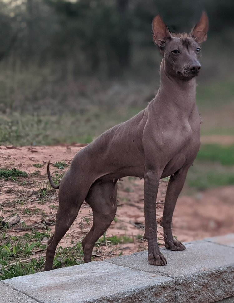 Pragas e Doenças: Como Proteger Sua Orchid de Problemas Comuns - inspiração 2