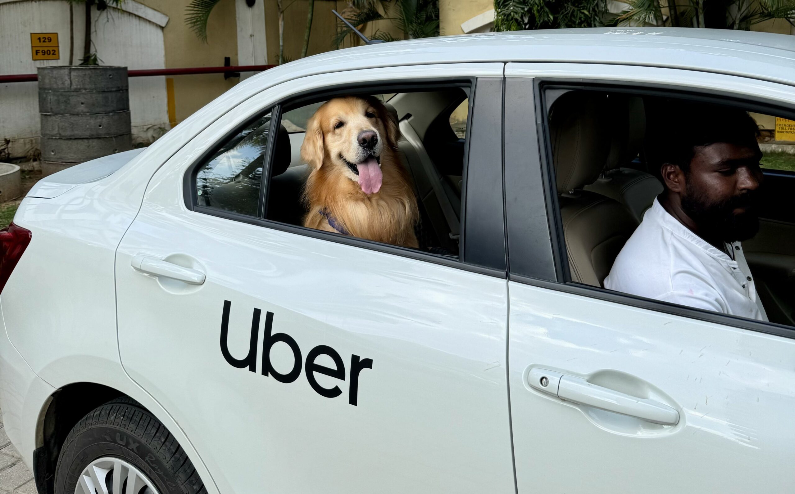 Conforto Garantido: Veículos Preparados para Pets - inspiração 1