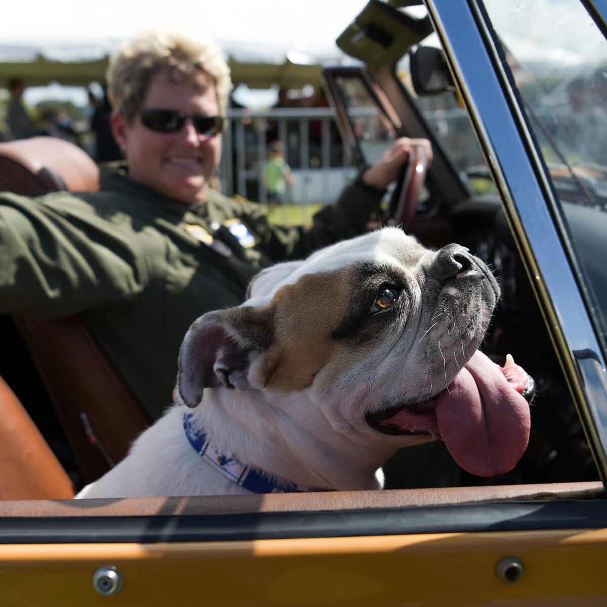 Dicas Essenciais para uma Viagem Tranquila com Seu Pet - inspiração 1