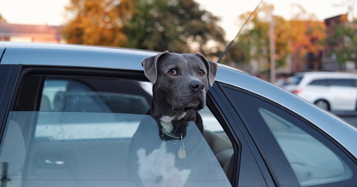 Dicas Essenciais para uma Viagem Tranquila com Seu Pet - inspiração 2