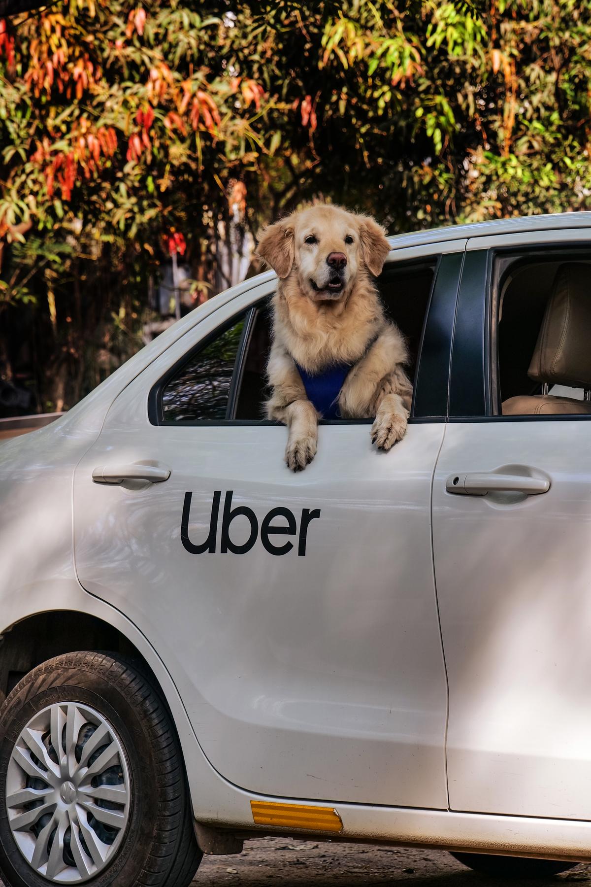 Problemas Comuns e Como o Pet Uber os Resolve - inspiração 1